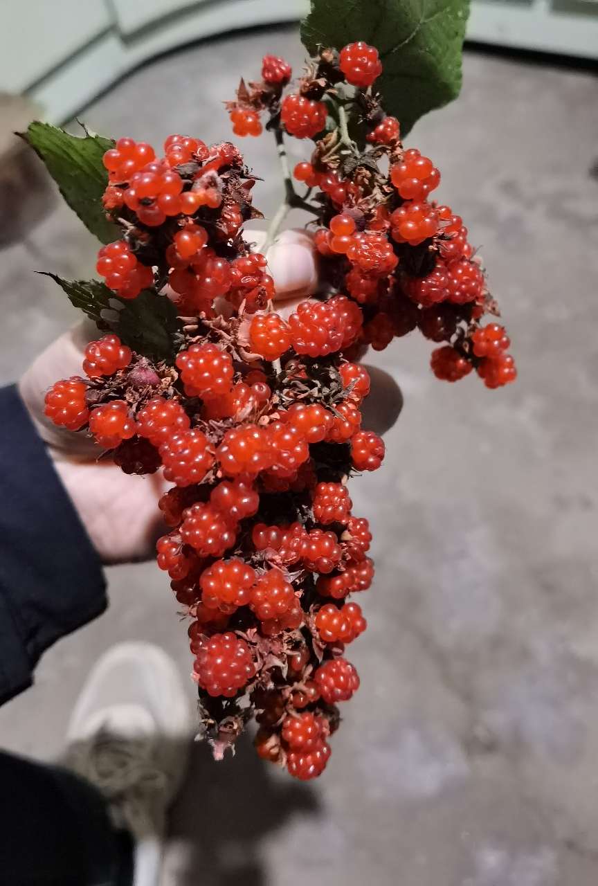 像葡萄一样.